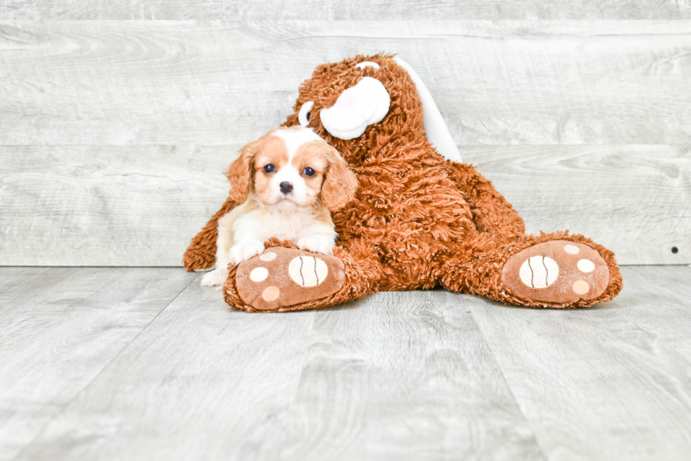 Cavachon Pup Being Cute