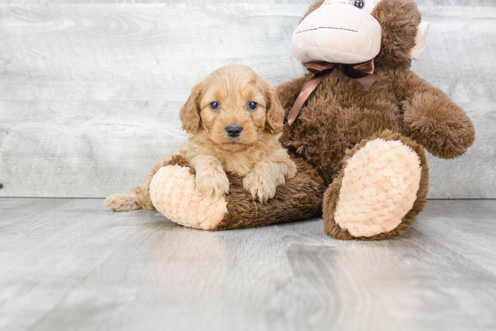 Best Cavapoo Baby