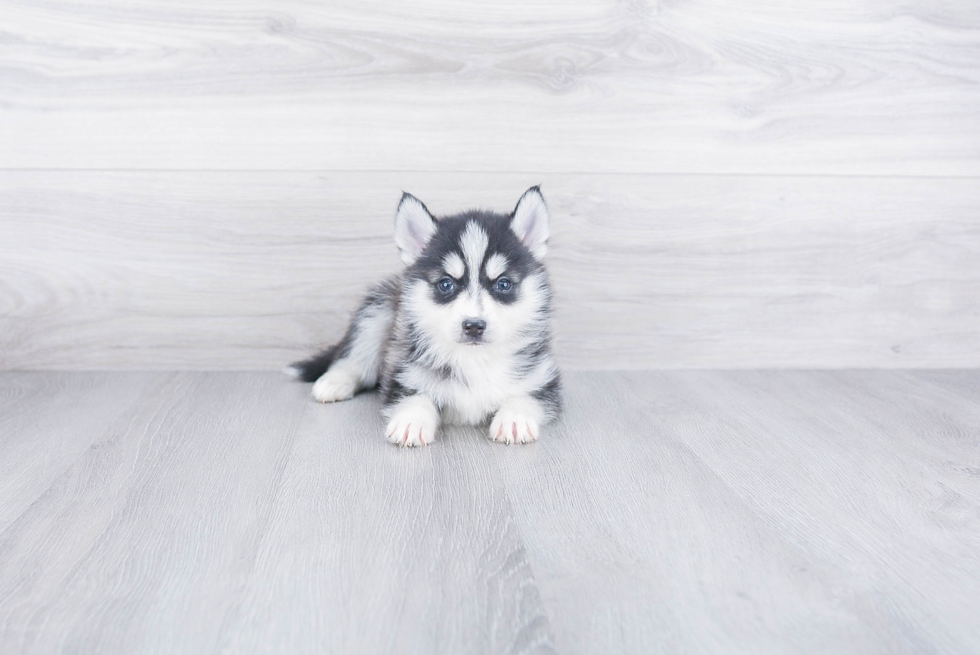 Pomsky Pup Being Cute