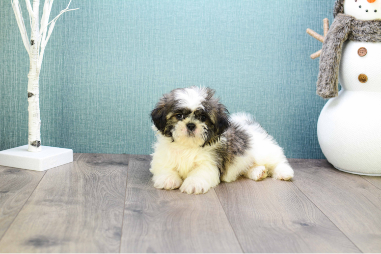 Hypoallergenic Shit Designer Puppy