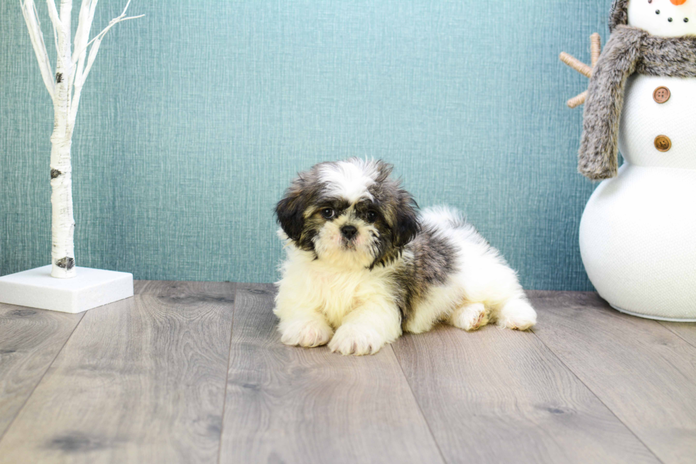 Hypoallergenic Shit Designer Puppy