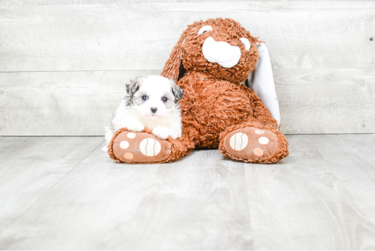 Best Maltipoo Baby