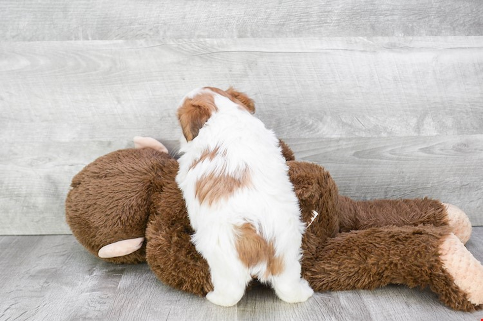 Smart Teddy Bear Designer Pup