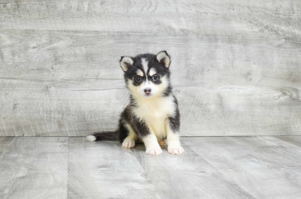 Pomsky Pup Being Cute