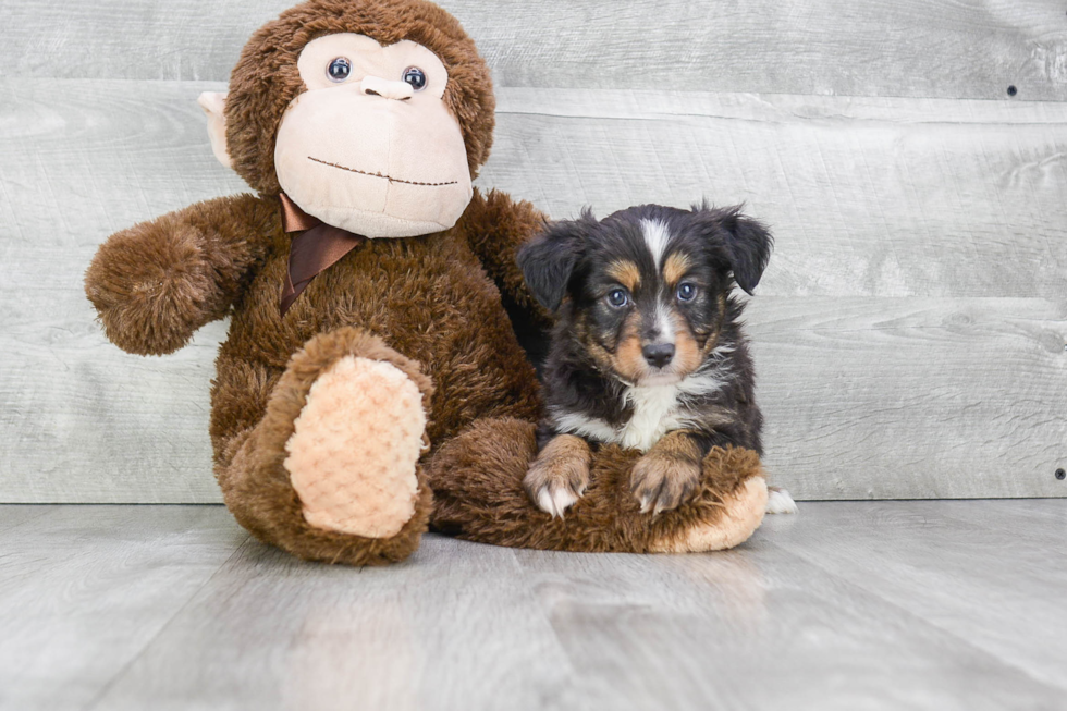 Little Aussiepoo Poodle Mix Puppy