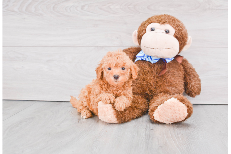 Cute Mini Goldendoodle Baby