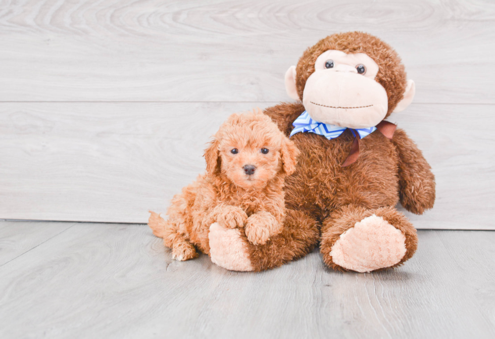 Cute Mini Goldendoodle Baby