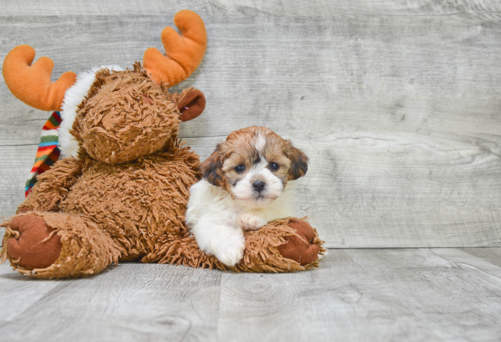 Teddy Bear Pup Being Cute