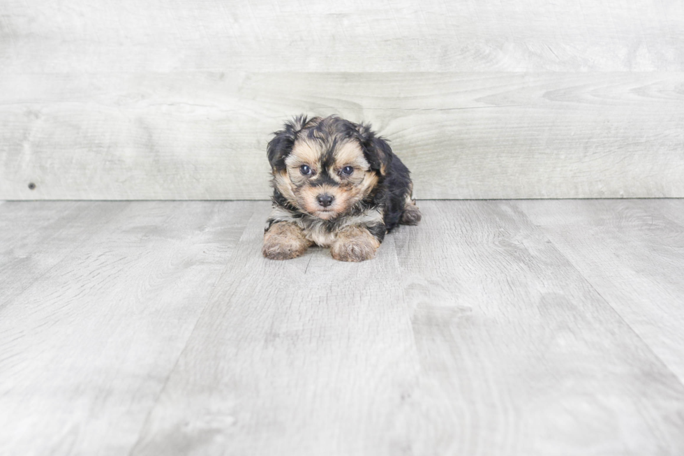 Energetic Yorkie Designer Puppy