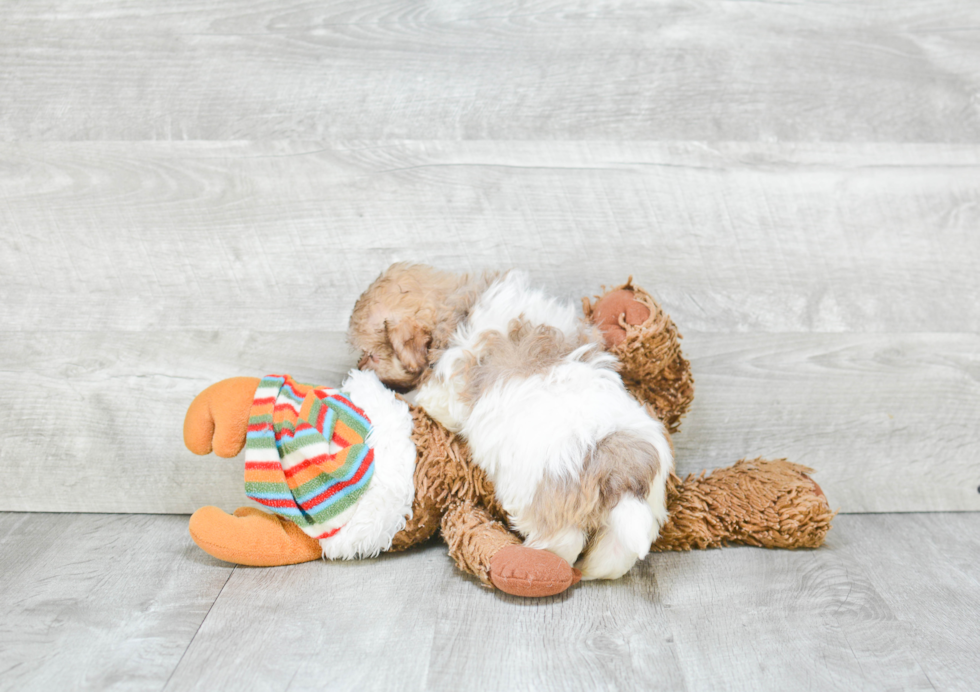 Havanese Pup Being Cute