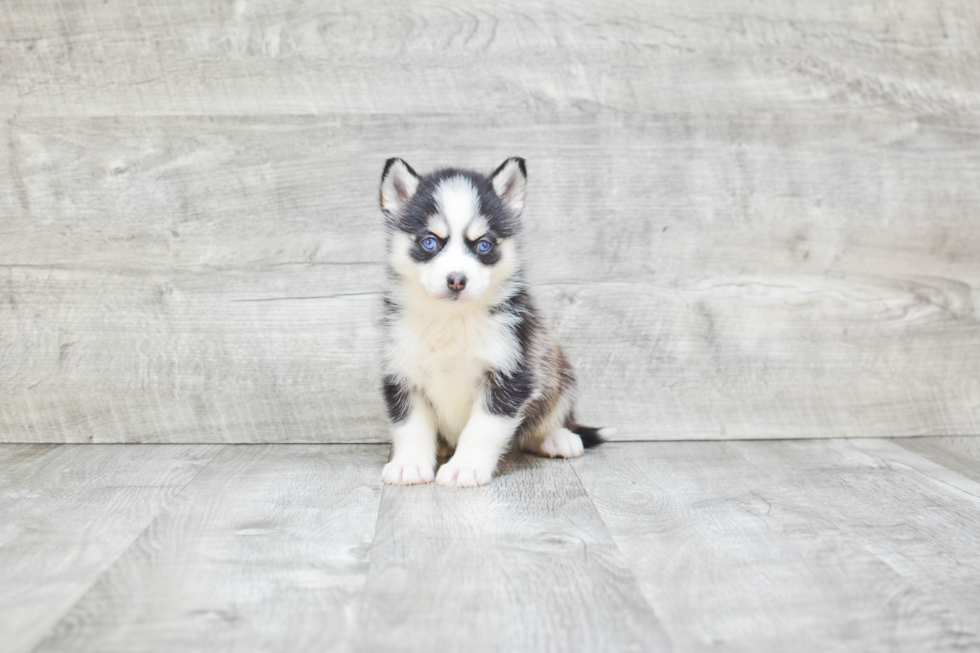 Pomsky Pup Being Cute