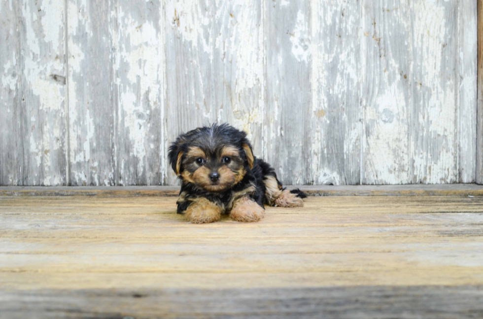 Happy Morkie Baby