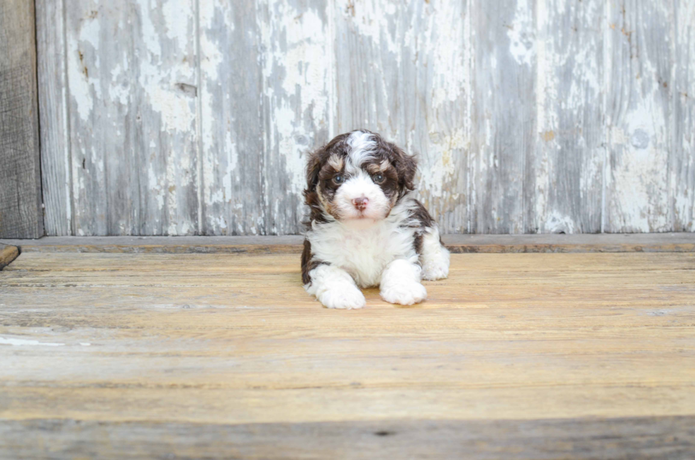 Havanese Pup Being Cute