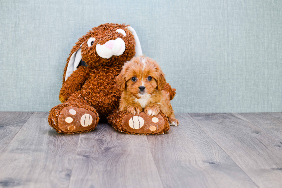 Playful Cavoodle Poodle Mix Puppy