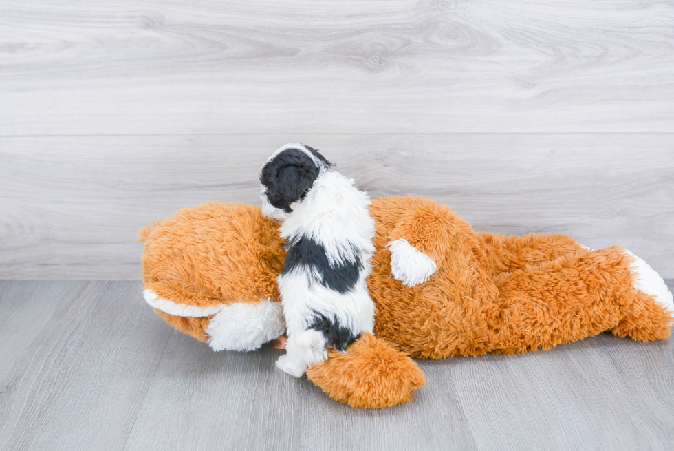 Funny Maltipoo Poodle Mix Pup