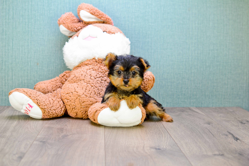 Meet Izzie - our Yorkshire Terrier Puppy Photo 