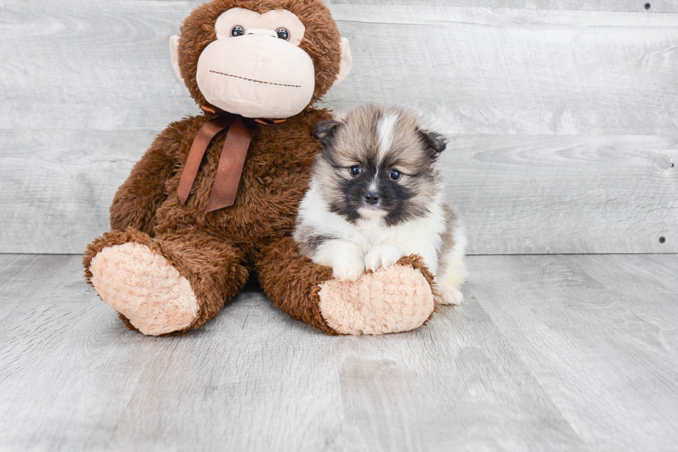 Small Pomeranian Purebred Pup