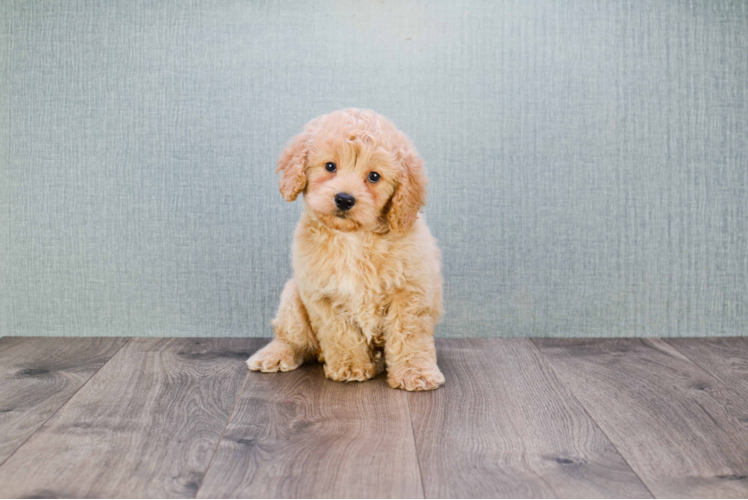 Mini Goldendoodle Pup Being Cute