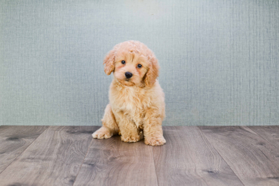 Mini Goldendoodle Pup Being Cute