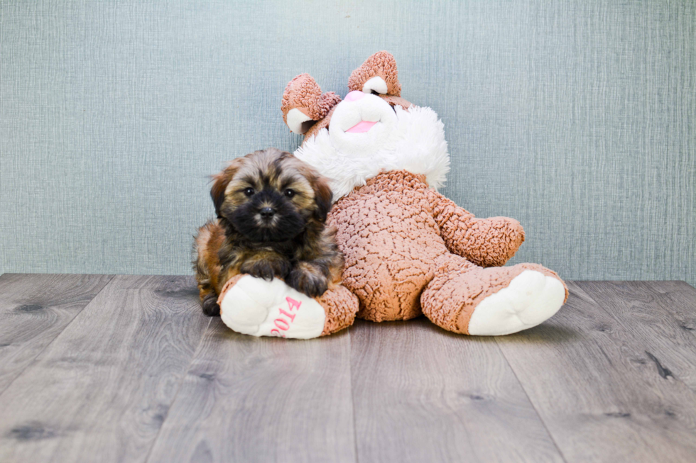 Havanese Pup Being Cute