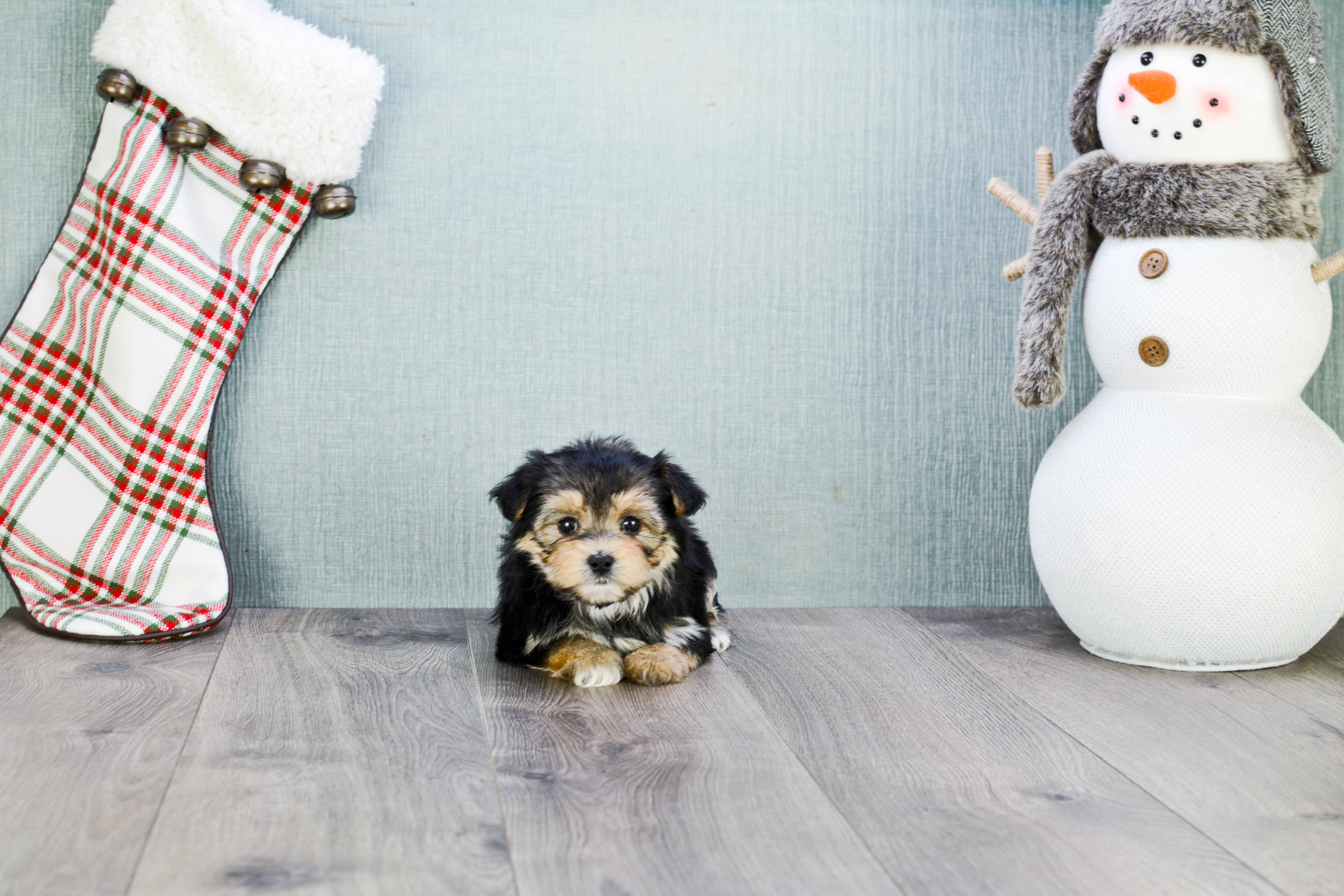 Small Morkie Baby