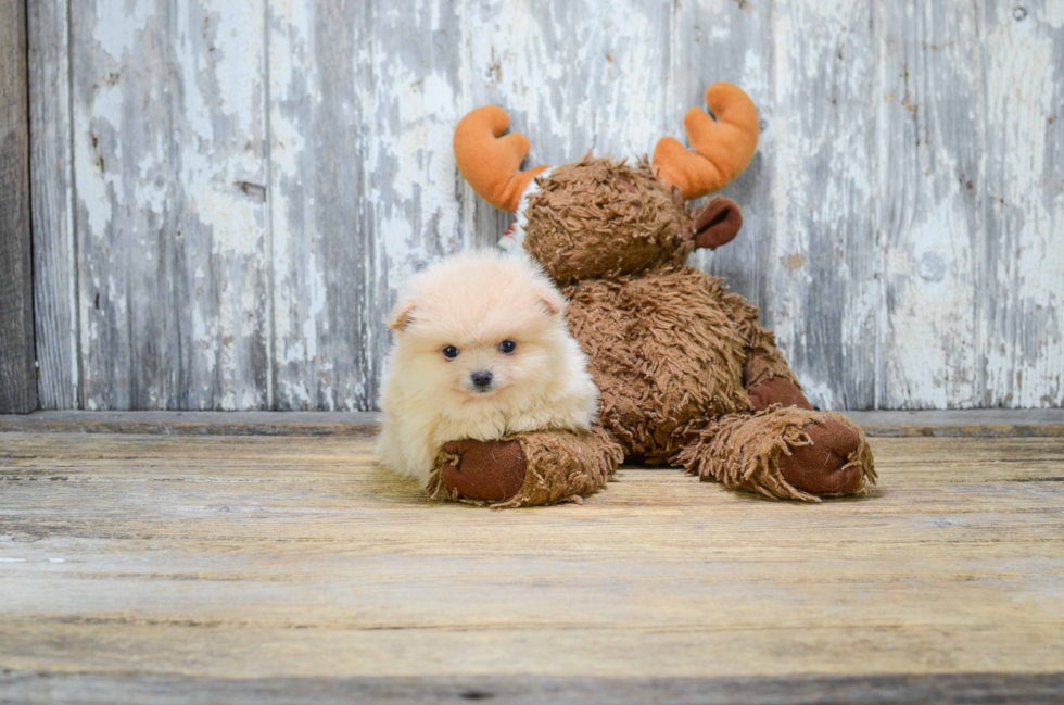 Fluffy Pomeranian Purebred Puppy