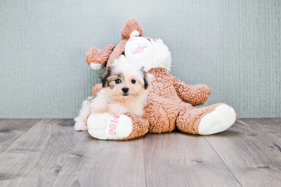 Teddy Bear Pup Being Cute