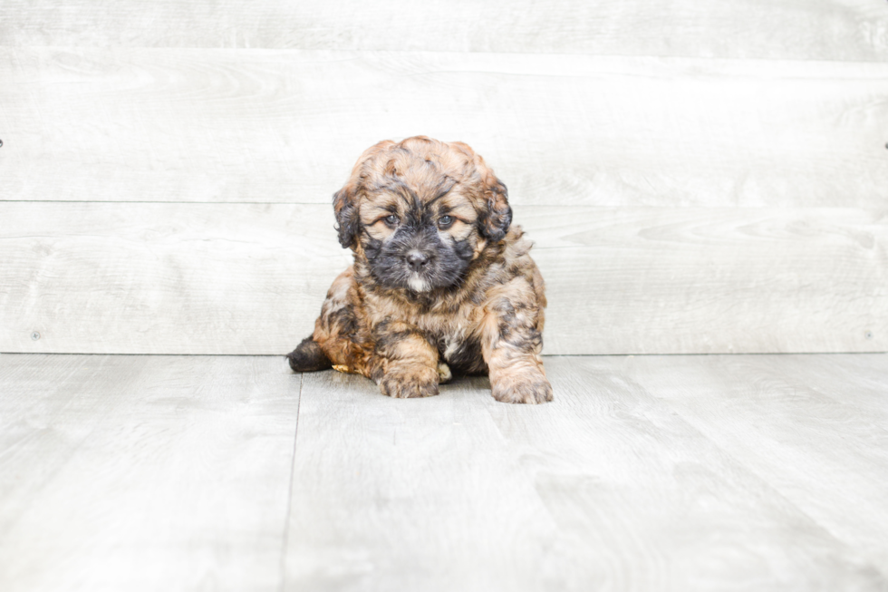 Best Mini Bernedoodle Baby