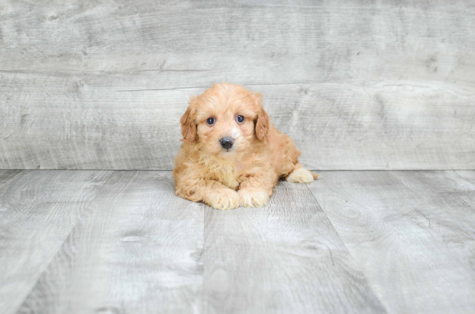 Fluffy Cavapoo Poodle Mix Pup