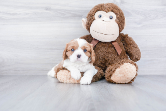 Cavapoo Pup Being Cute