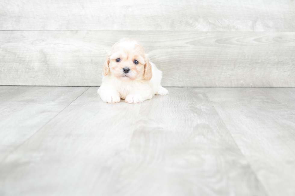 Funny Cavachon Designer Pup
