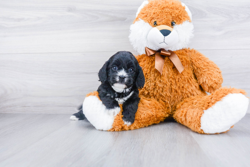 Sweet Cavapoo Baby