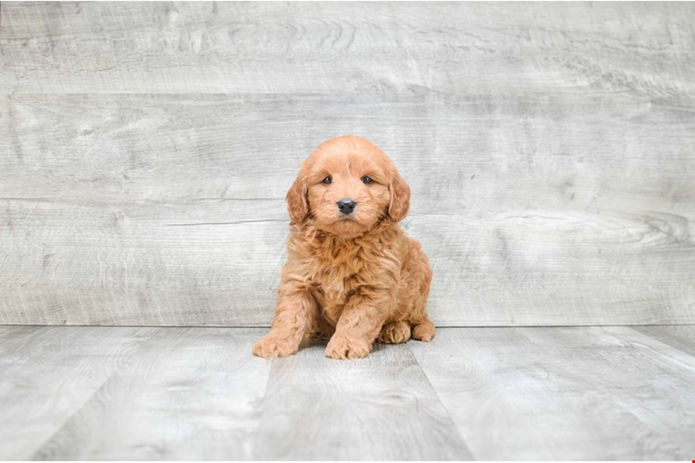 Best Mini Goldendoodle Baby