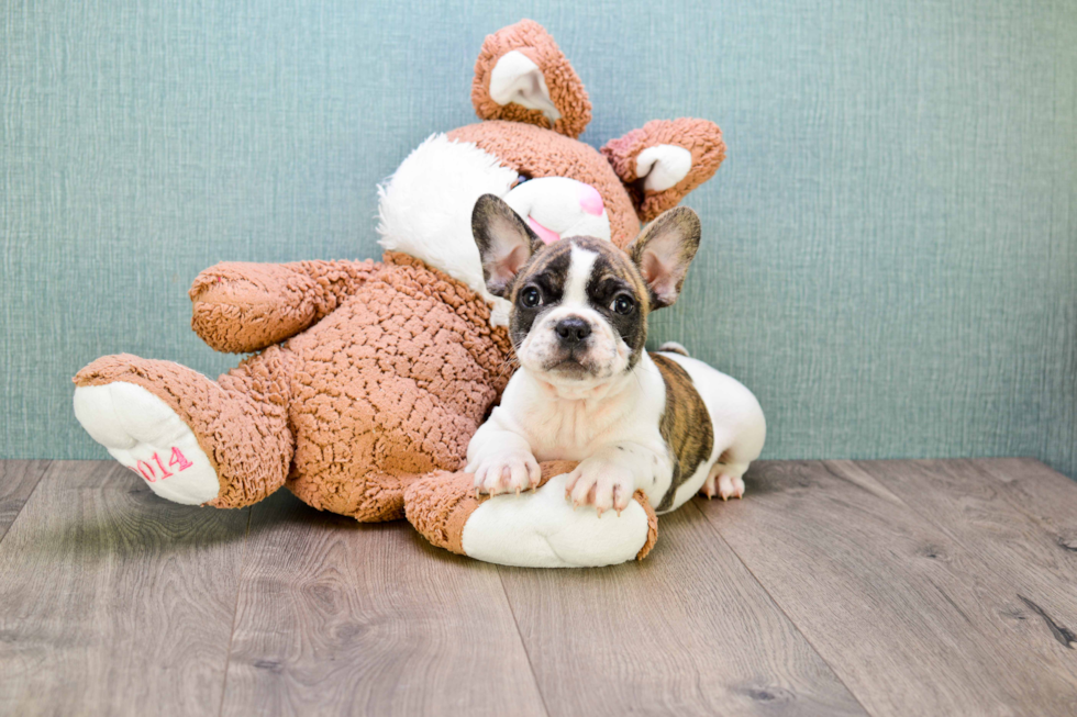 Best French Bulldog Baby