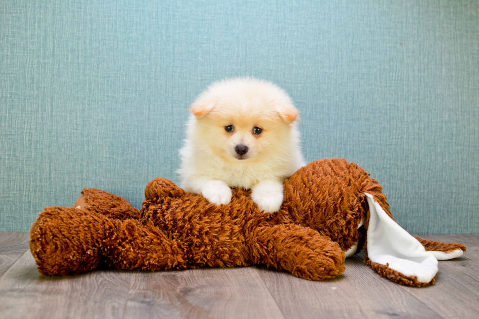 Hypoallergenic Pomeranian Baby