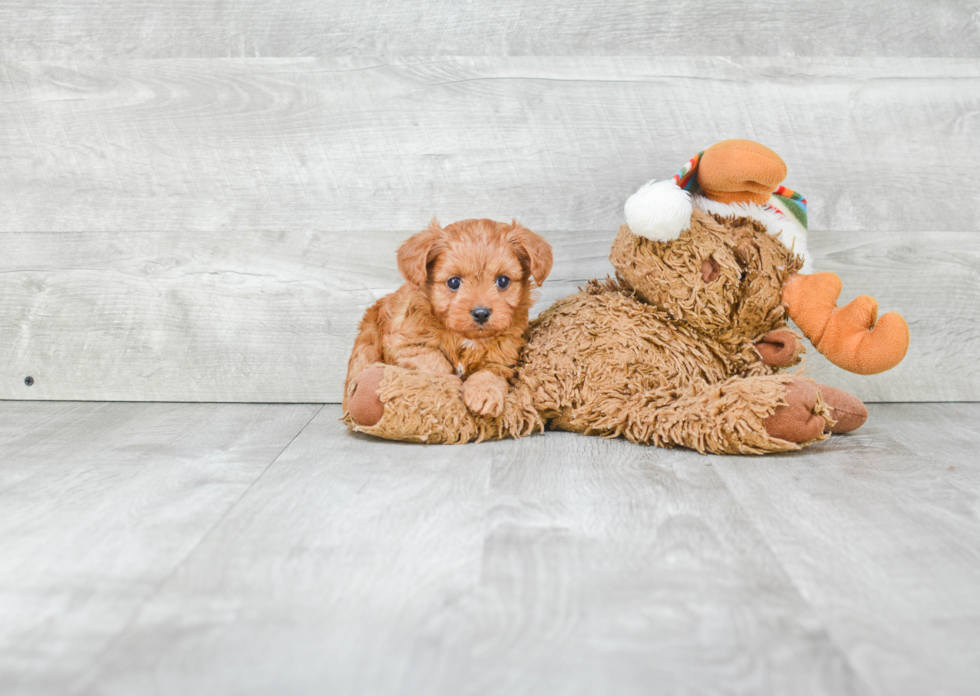 Cavapoo Puppy for Adoption