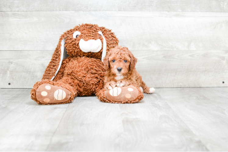 Cavapoo Puppy for Adoption