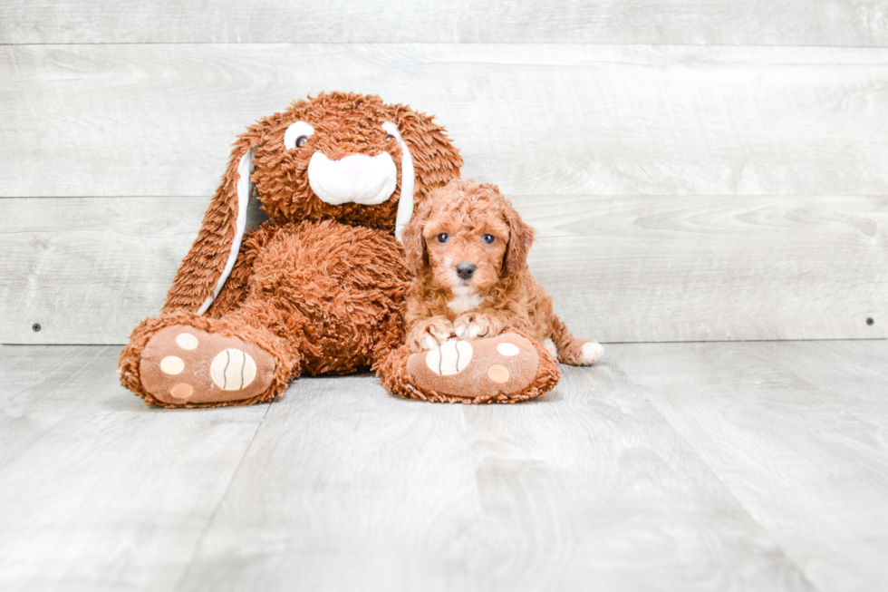 Cavapoo Puppy for Adoption