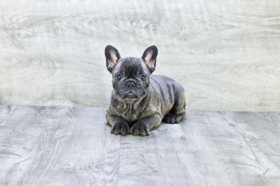 Akc Registered French Bulldog Purebred Pup