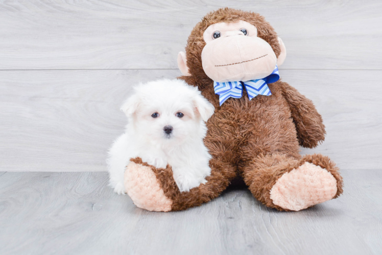 Funny Maltese Purebred Pup