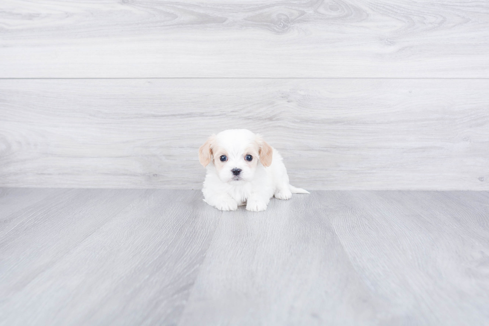 Adorable Cavalier Designer Puppy