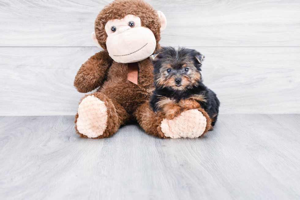Meet Timmy - our Yorkshire Terrier Puppy Photo 