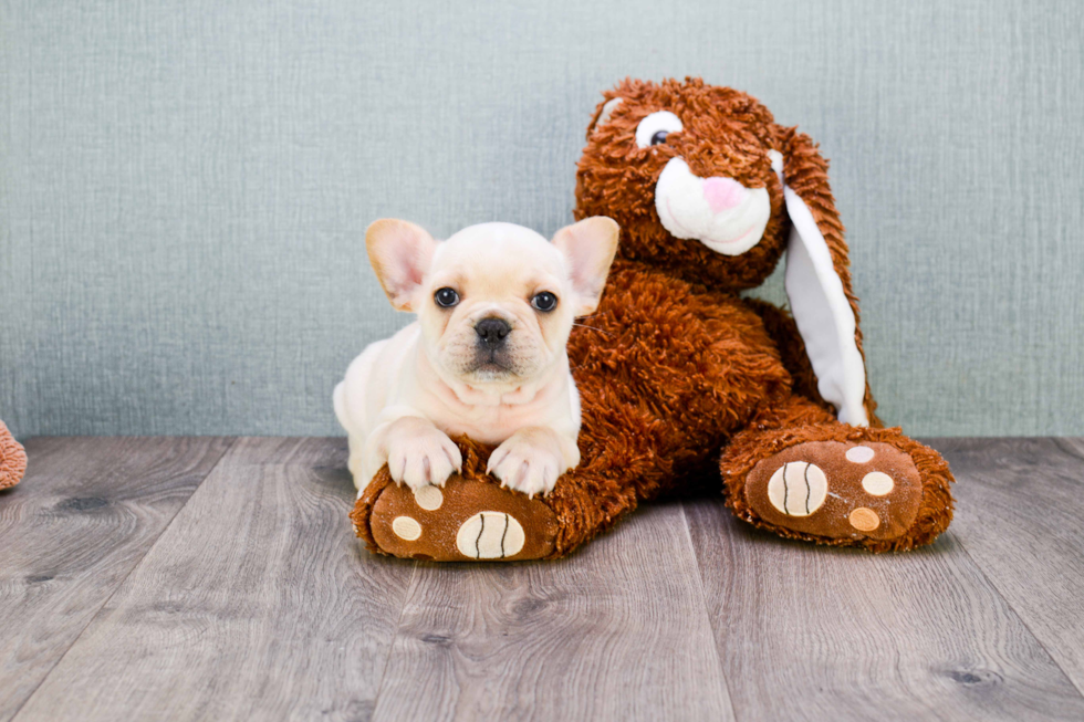 Best French Bulldog Baby