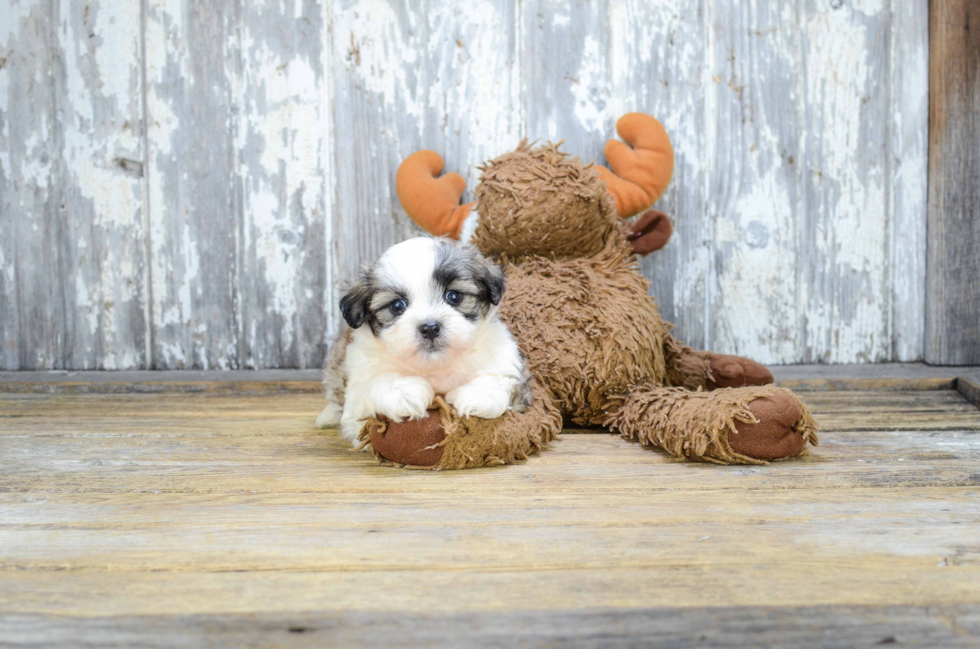 Teddy Bear Pup Being Cute