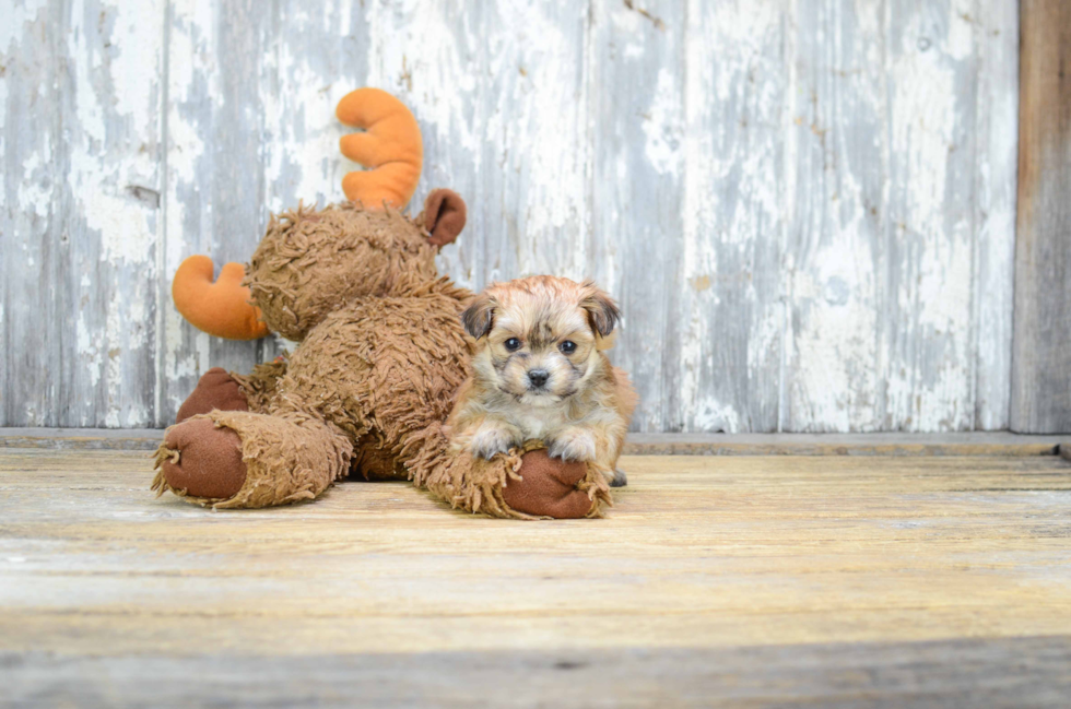 Popular Morkie Designer Pup