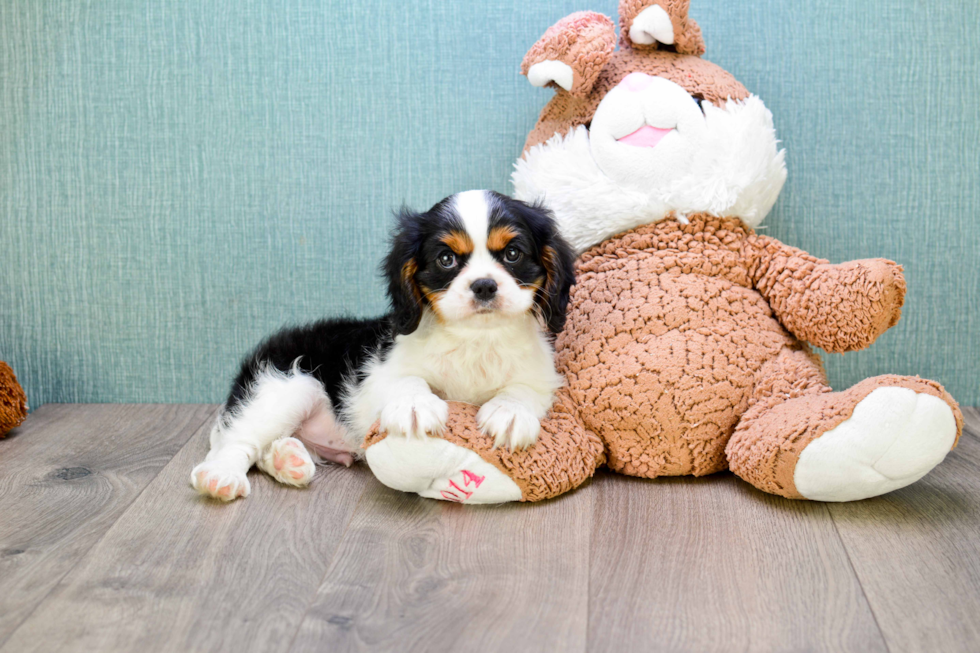 Cavalier King Charles Spaniel Pup Being Cute