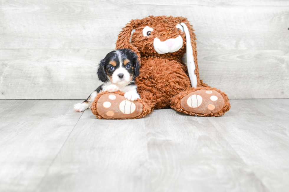 Cavalier King Charles Spaniel Pup Being Cute