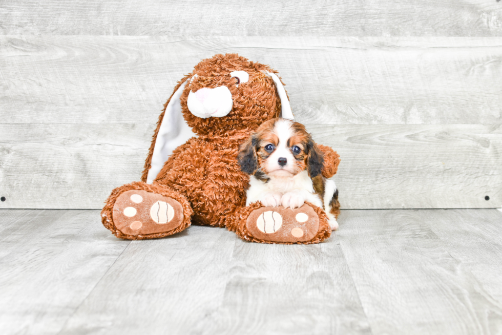 Fluffy Cavachon Designer Pup