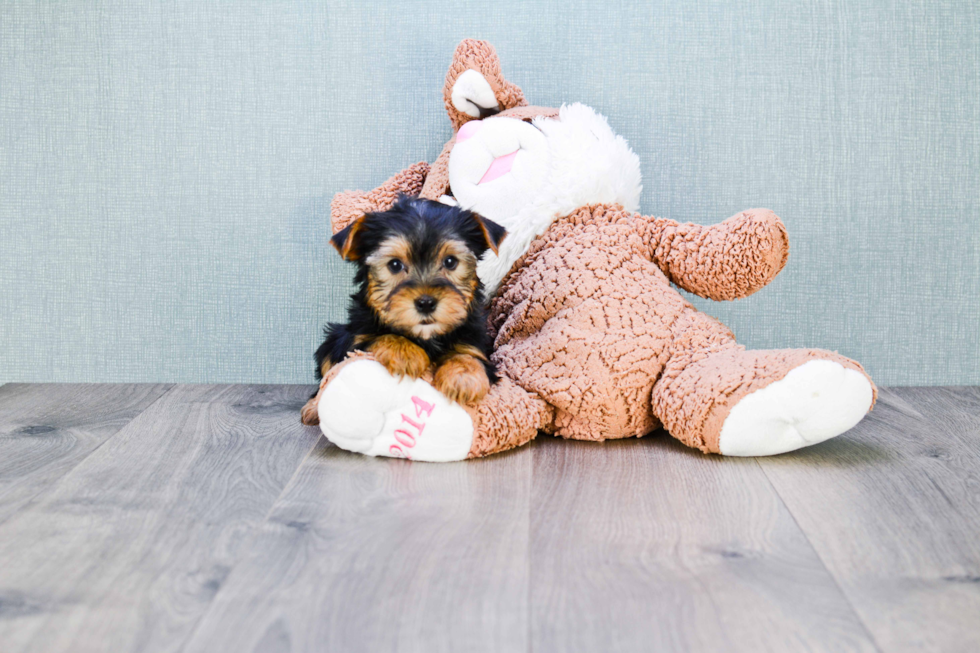 Meet Samantha - our Yorkshire Terrier Puppy Photo 