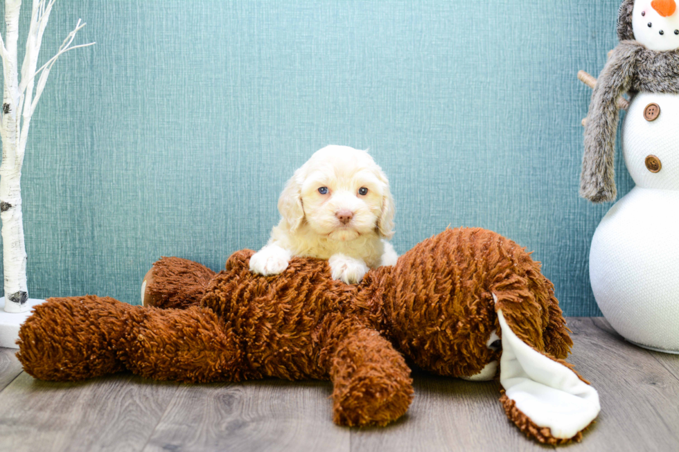 Small Cavapoo Baby